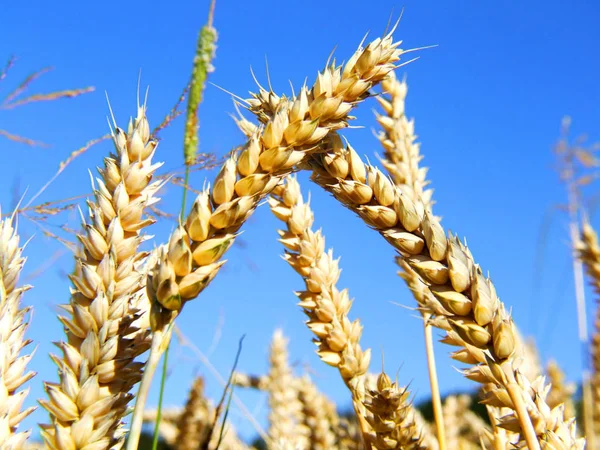 Primo Piano Spighe Grano Sfondo Cielo Blu — Foto Stock