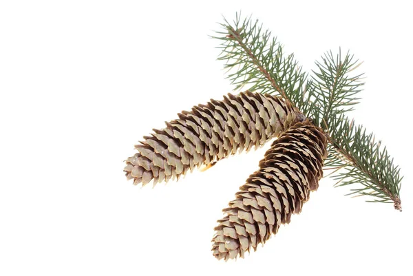 Spruce Branch Two Cones White Background — Stock Photo, Image
