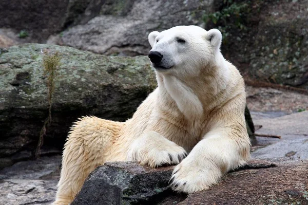 Orso Polare Bianco Seduto Sulla Roccia — Foto Stock