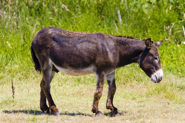 Burro Parc Regional Camargue Provenza Francia — Foto de Stock