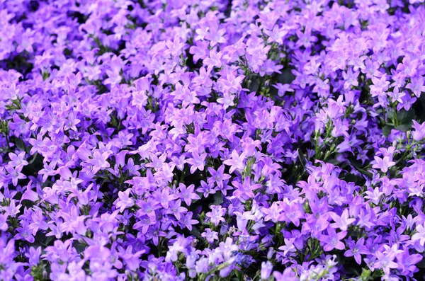 Harangvirág Növekvő Virágok Fán — Stock Fotó