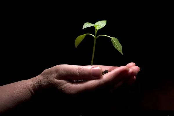 Kezek Gazdaság Egy Kis Zöld Növény Egy Fekete Háttér — Stock Fotó