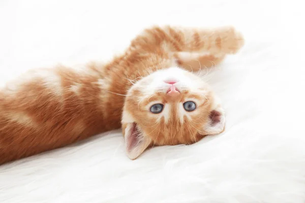 Aranyos Kis Vörös Cica Fekszik Takaró Fehér Szőr — Stock Fotó