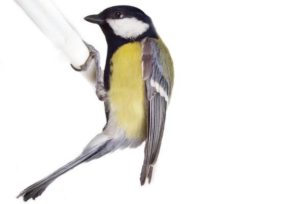 白で隔離されるシジュウカラでも鳥 — ストック写真