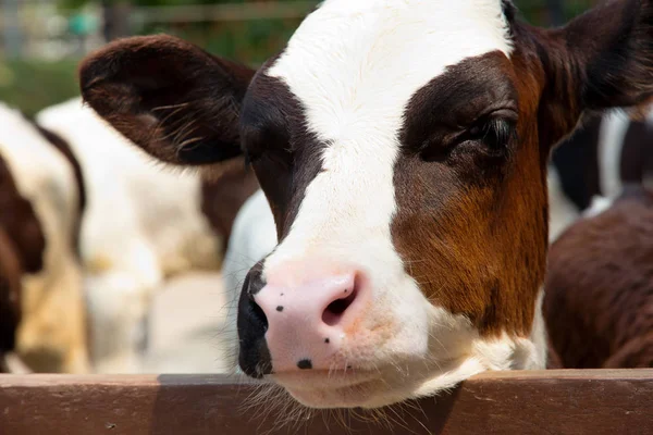 Primo Piano Una Mucca — Foto Stock