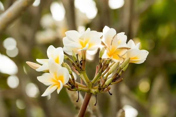 Güzel Beyaz Frangipani Çiçek Ağaç Üzerinde — Stok fotoğraf