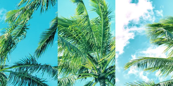Palmy Pláži Během Jasný Den Vysoce Nasycené Obrázek Efektem Multi — Stock fotografie