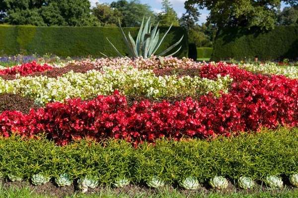 Διάσημο Λουλούδι Σχεδιασμό Κήπων Επιμέλεια Στολίδι Colorand — Φωτογραφία Αρχείου