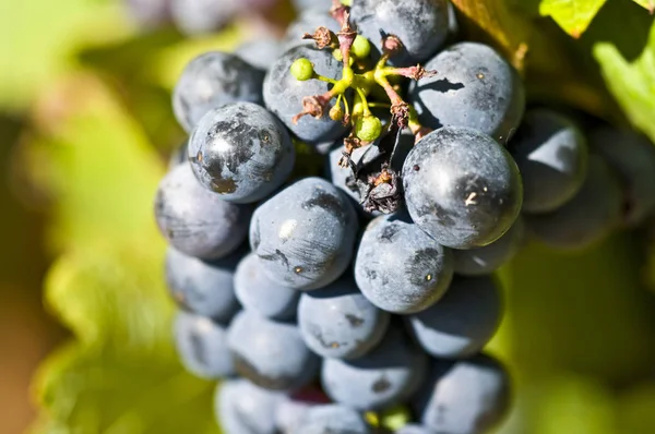 Macro Uvas Azules Rasgando Viñedo — Foto de Stock