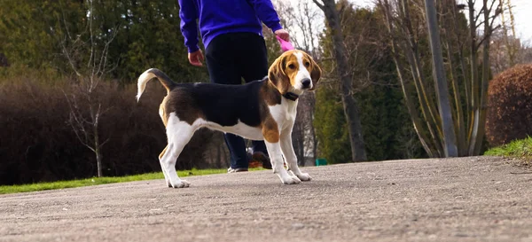 Sahibi Ile Bir Yürüyüş Için Bir Tasma Üzerinde Köpek Beagle — Stok fotoğraf