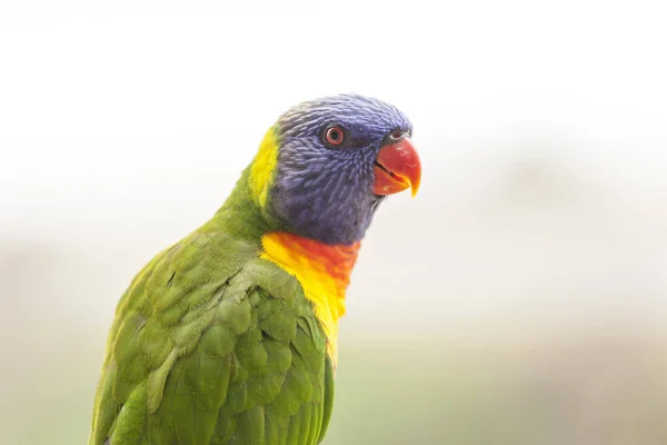 Ausztrál Papagáj Közelről — Stock Fotó