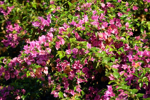 Buisson Bougainvilliers Poussant Panama Amérique Centrale — Photo