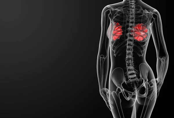 Radiografía Anatomía Mamaria Femenina Vista Posterior —  Fotos de Stock