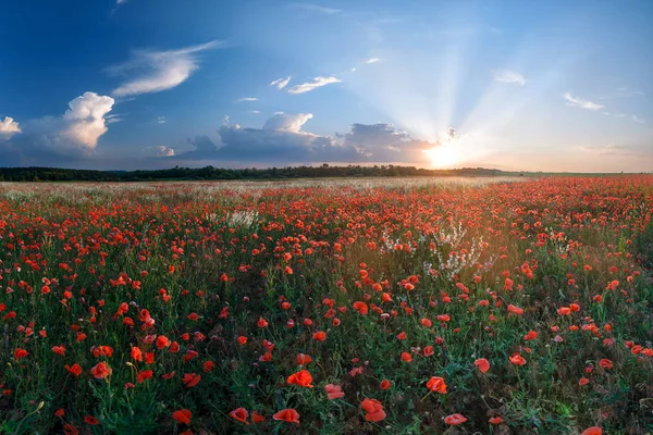 Paisaje Verano Con Gran Campo Amapolas Hermosa Puesta Sol Fondo — Foto de Stock