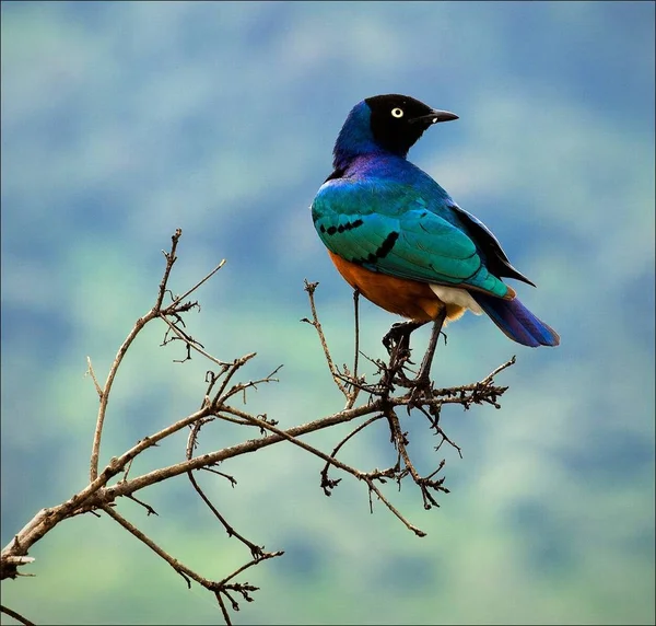 Colourful Bird Superb Starling Sits Branch Bright Blue Green Background — Stock Photo, Image