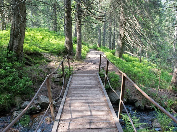 Híd Fényes Erdőben Természetes Összetétel — Stock Fotó