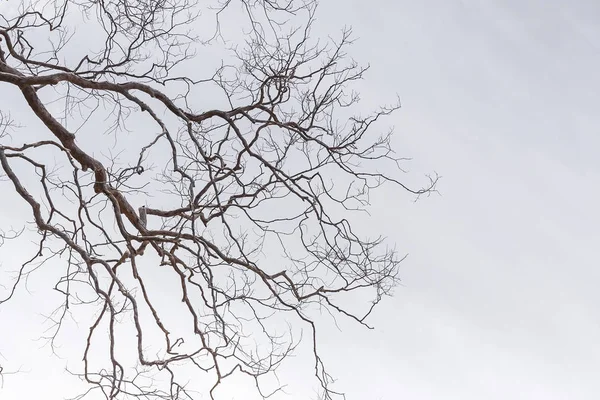 白い背景の上の葉のない枯れ木 — ストック写真