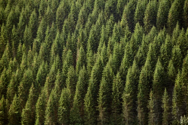 Vue Forêt Sapins Verts Sur Flanc Montagne — Photo