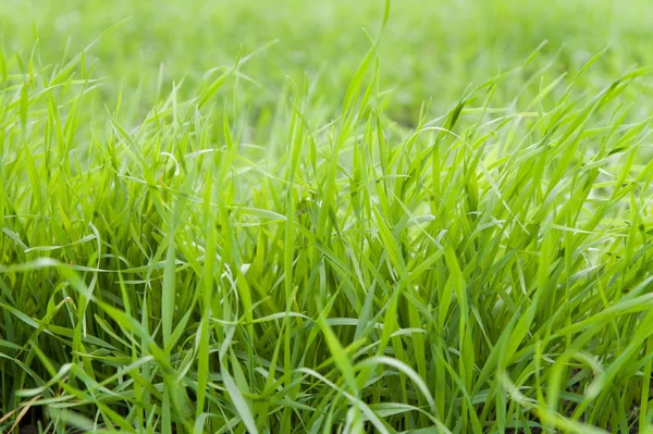 Hierba Verde Del Campo Invierno —  Fotos de Stock