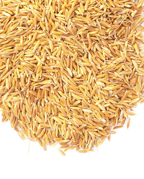 Paddy Arroz Integral Aislado Blanco —  Fotos de Stock