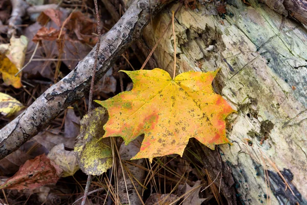 Πεσμένα Φύλλα Σφενδάμου Φθινόπωρο Στο Δάσος Πάτωμα — Φωτογραφία Αρχείου