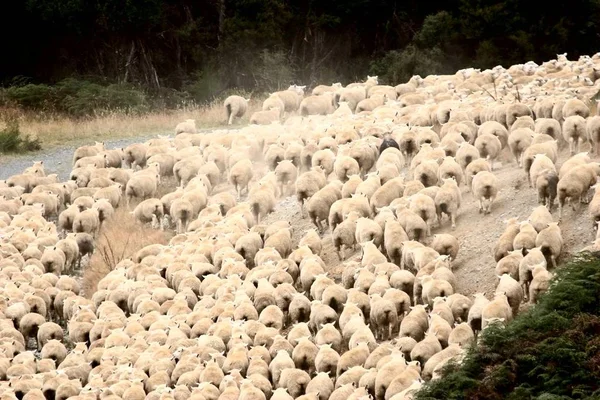 Stado Owiec Nowej Zelandii — Zdjęcie stockowe