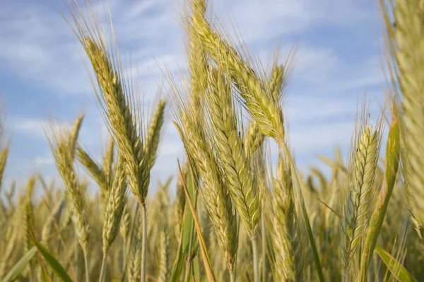 Fält Gyllene Vete Och Blå Himmel Jordbruksmark — Stockfoto