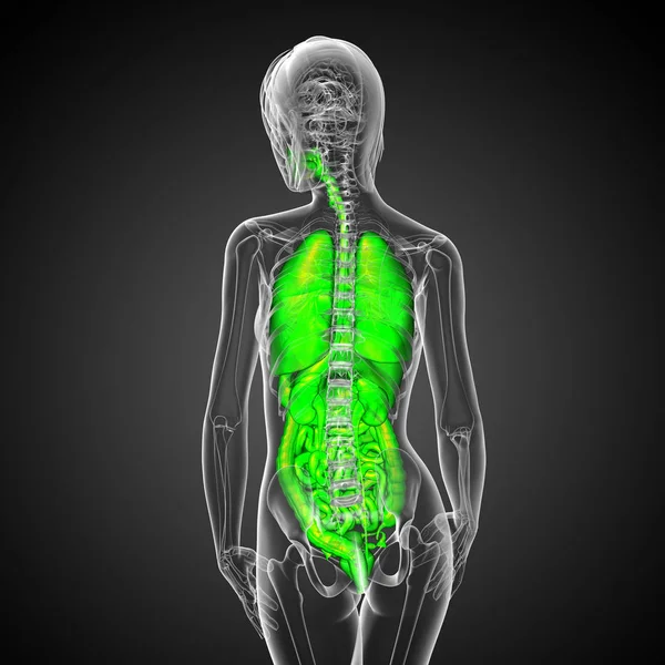 Καθιστούν Ιατρική Απεικόνιση Του Ανθρώπινου Πεπτικού Συστήματος Και Του Αναπνευστικού — Φωτογραφία Αρχείου