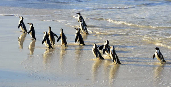 Walking African Penguins Spheniscus Demersus Beach South Africa — Stock Photo, Image