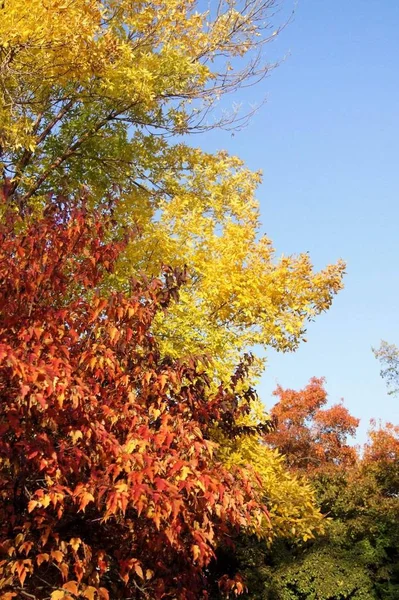 Outono Colorido Cair Perto — Fotografia de Stock