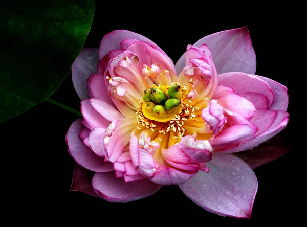太陽の光で明るい美しいローズムプレナムロータスの花 クローズアップ — ストック写真