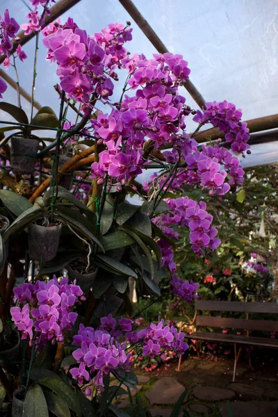 Orchidées Roses Dans Jardin — Photo