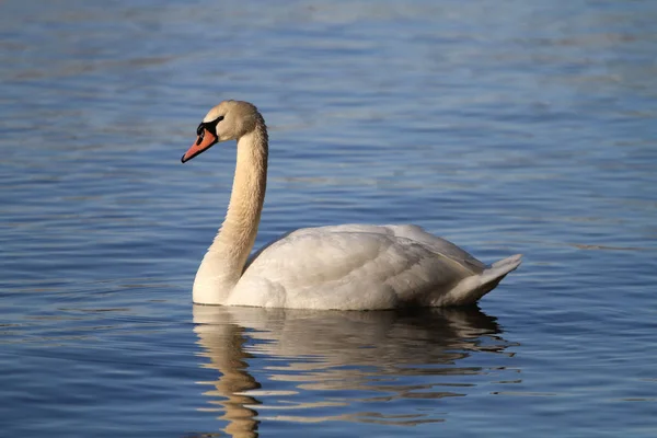 Cigno Muto Sole Del Mattino Acqua — Foto Stock