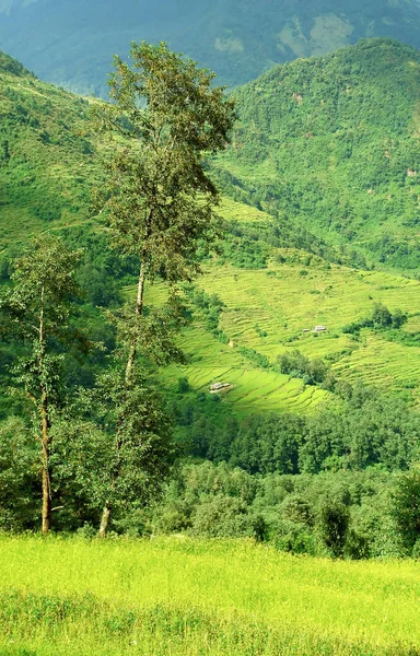 Mooie Himalaya Boslandschap Trek Naar Annapurna Base Camp Nepal — Stockfoto