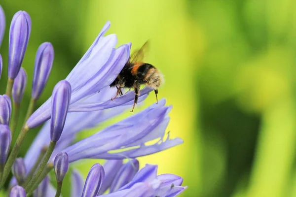 African Agapanthus Agapathus Africanus Bumble Bee — Stock Photo, Image