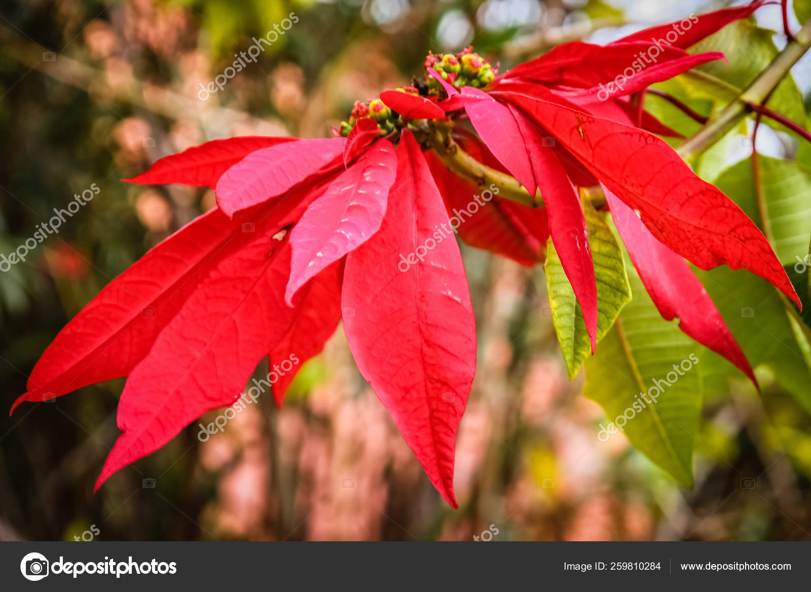 Flor Tropical Vermelha Madagáscar Crescendo Uma Floresta Tropical fotos,  imagens de © YAYImages #259810284