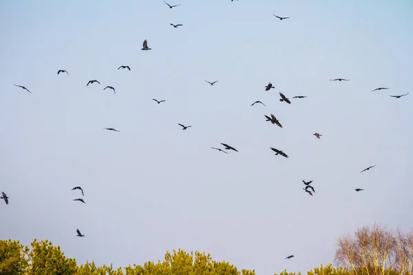 Molti Uccelli Che Volano Nel Cielo Serie Natura — Foto Stock