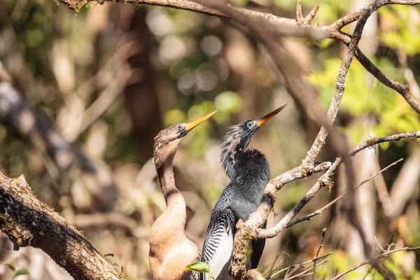 求愛アカトキ鳥と呼ばれるアンヒンガ アンヒンガ Snakebird ナポリ フロリダ州のコーク スクリュー スワンプ自然保護区 — ストック写真