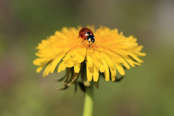 黄色のタンポポの上でクロール カラフルなてんとう虫 — ストック写真