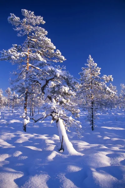 Hermosos Árboles Nevados Campo Con Cielo Azul Sol — Foto de Stock