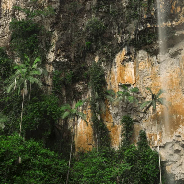 Purling Brook Falls Springbrook National Park Queensland — Stock Photo, Image