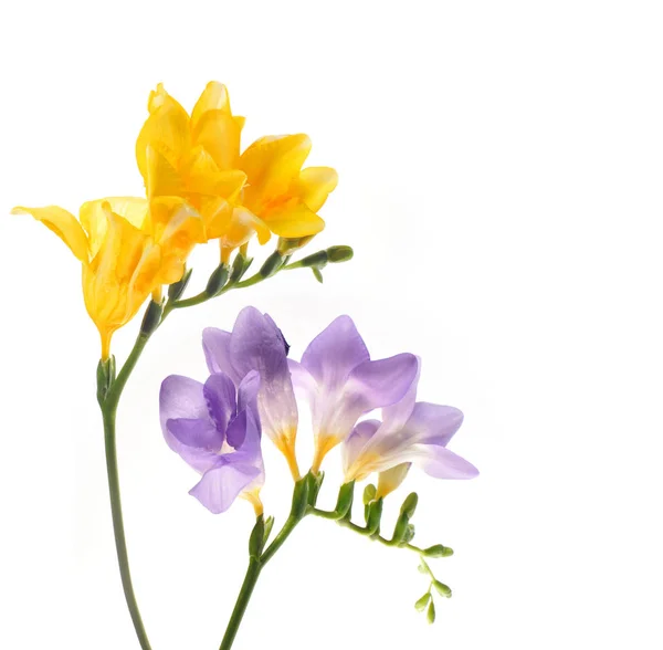ดอกไม ใบไม บนพ นหล ขาว — ภาพถ่ายสต็อก