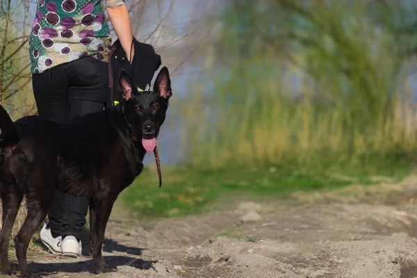 Kız Köpeği Birini Bekliyor — Stok fotoğraf