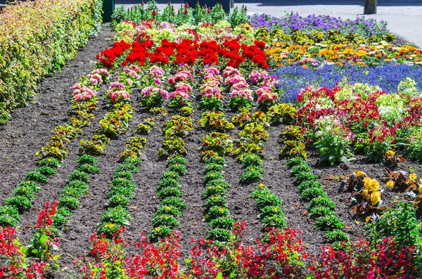 Buntes Buntes Blumenbeet Mit Vielen Verschiedenen Pflanzenarten — Stockfoto