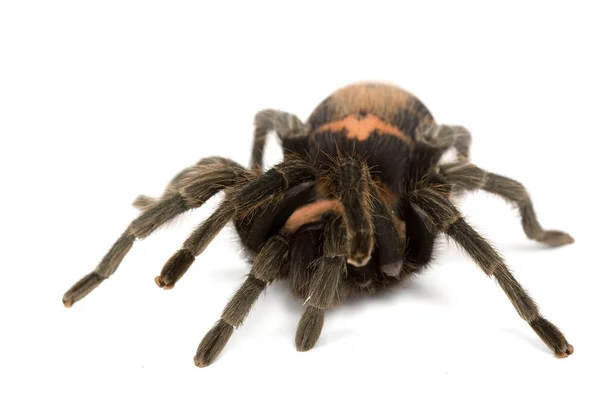 Tarántula Rabadilla Tigre Costarricense Cyclosternum Fasciata Sobre Fondo Blanco — Foto de Stock