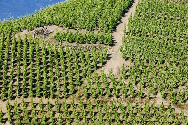 Grand Cru Vineyard Cote Rotie Rhone Alpes France — Stock Photo, Image