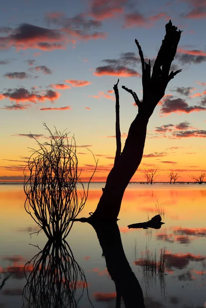 Sunset Silhouettes Dead Trees Lake Reflections — Stock Photo, Image