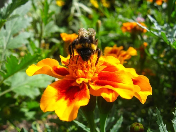 Obraz Bumblebee Kwiat Aksamitka — Zdjęcie stockowe