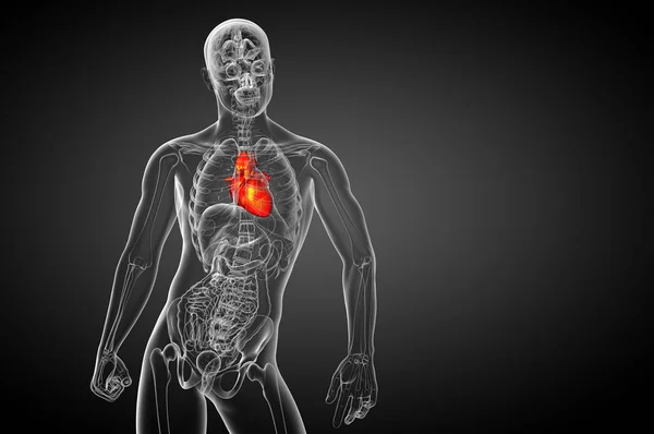 Renderizado Ilustración Médica Corazón Humano Vista Frontal — Foto de Stock