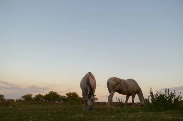 Caballo Campo Animales Granja Series Naturaleza — Foto de Stock